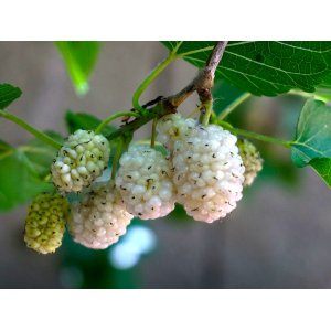Moruša biela (Morus alba) ´ALBA´ - výška 180-200 cm, obvod kmeňa 6/8 cm, kont. C10L - biele plody - NA KMIENKU